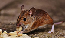 24 Hour & Emergency Exterminators in Seeley Lake, MT